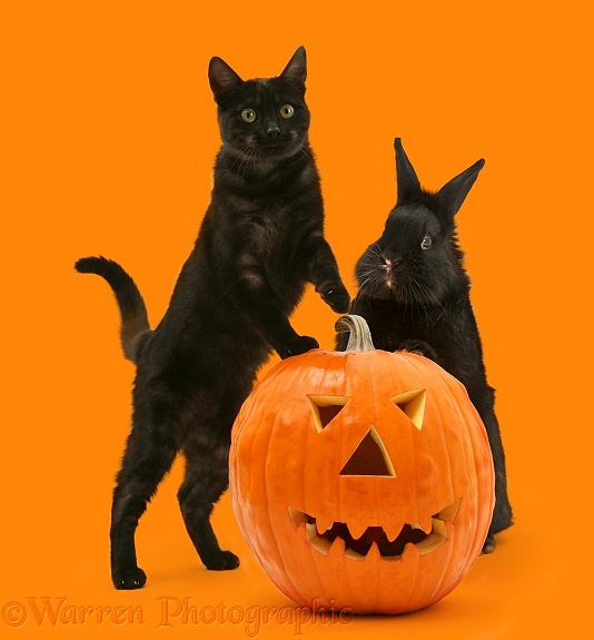 Black cat and black rabbit with Halloween Pumpkin, white background
