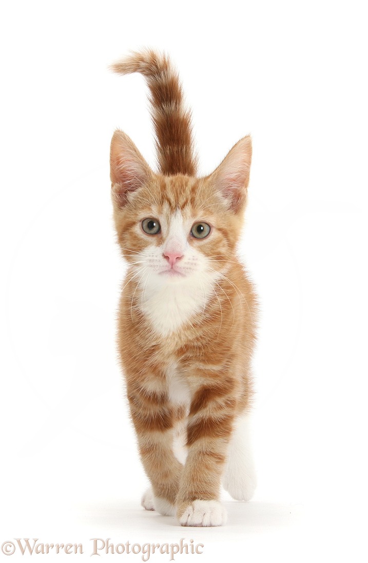 Ginger kitten, Ollie, 10 weeks old, walking forward, white background