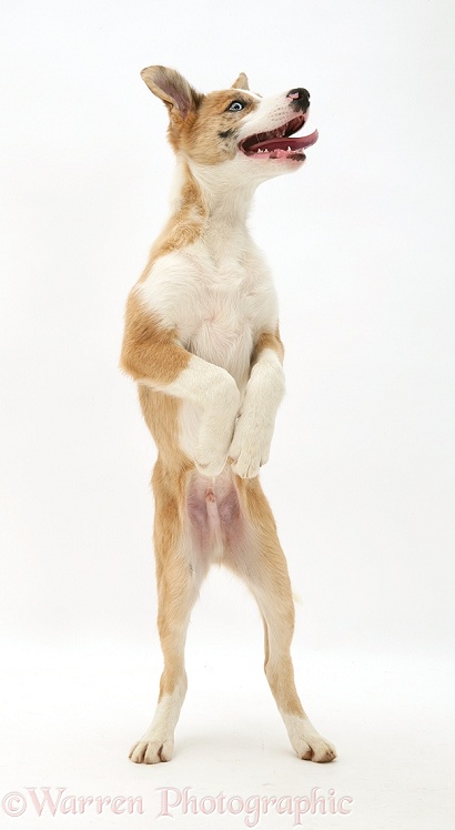 Red merle Border Collie pup, Zeb, standing up, white background