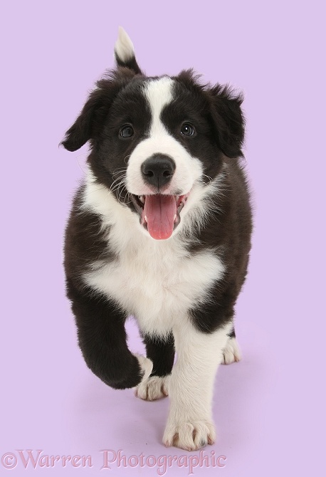 Black-and-white Border Collie pup, Gus, running, white background