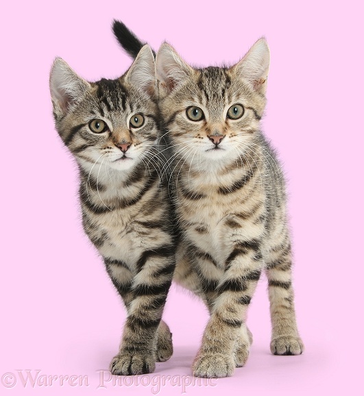 Tabby kittens, Stanley and Fosset, 12 weeks old, walking together in unison, white background