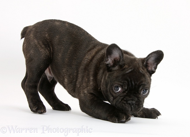 Dark brindle French Bulldog pup, Bacchus, 9 weeks old, in play-bow stance, white background
