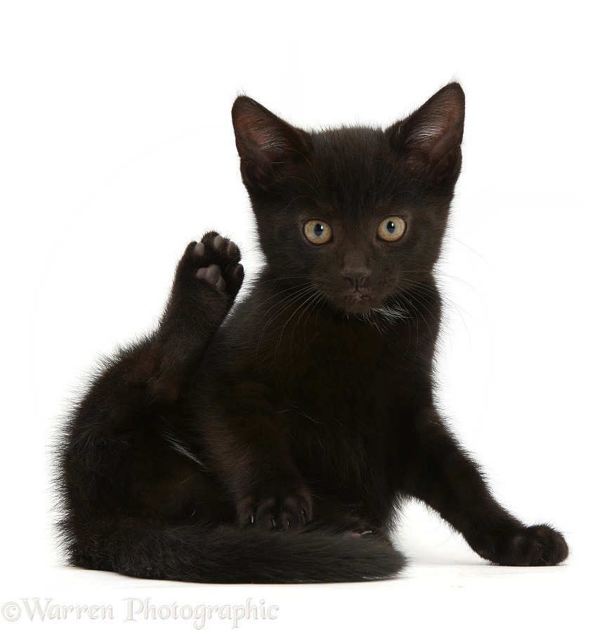Black kitten photo WP36547