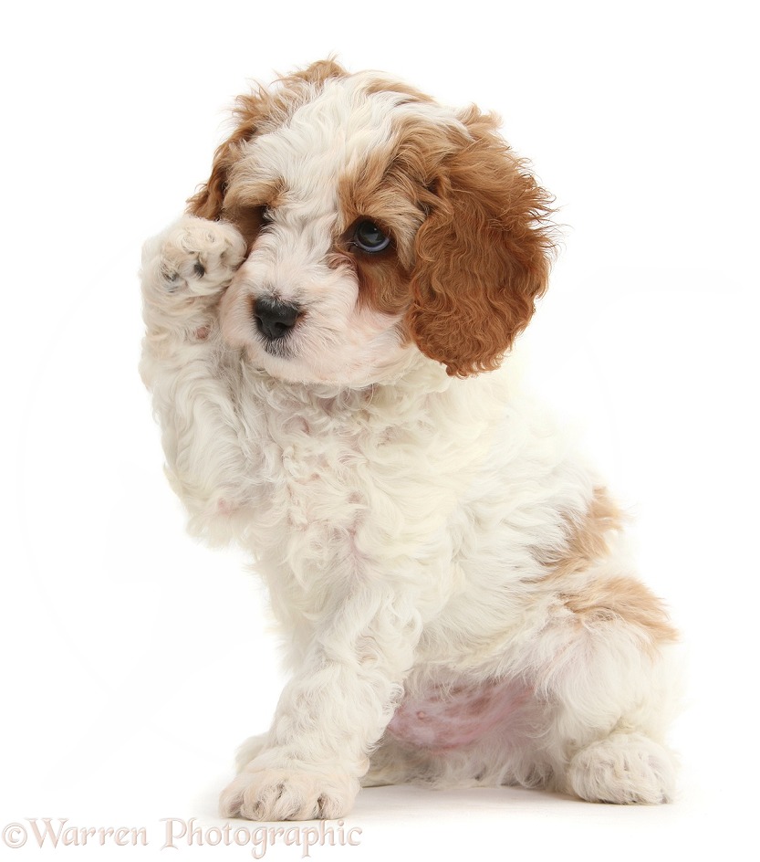 Cute red-and-white Cavapoo puppy, 6 weeks old, looking as if wiping a tear with a raised paw, white background