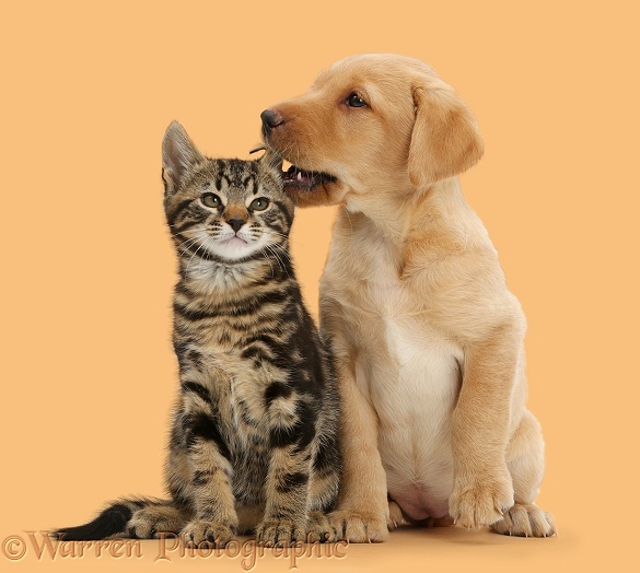 Cute Labrador puppy whispering in the ear of tabby kitten, Smudge, 9 weeks old, white background