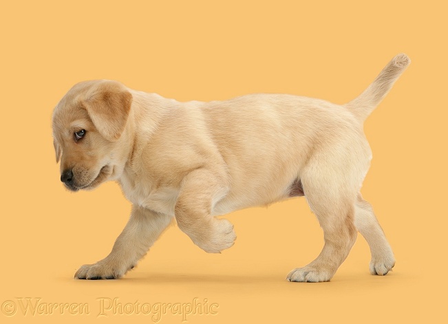 Cute playful Yellow Labrador Retriever puppy, 8 weeks old, standing with raised paw, white background