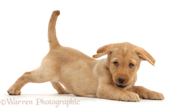 Cute playful Yellow Labrador Retriever puppy, 9 weeks old, in play-bow, white background