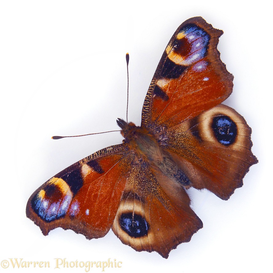 Peacock Butterfly (Inachis io), white background
