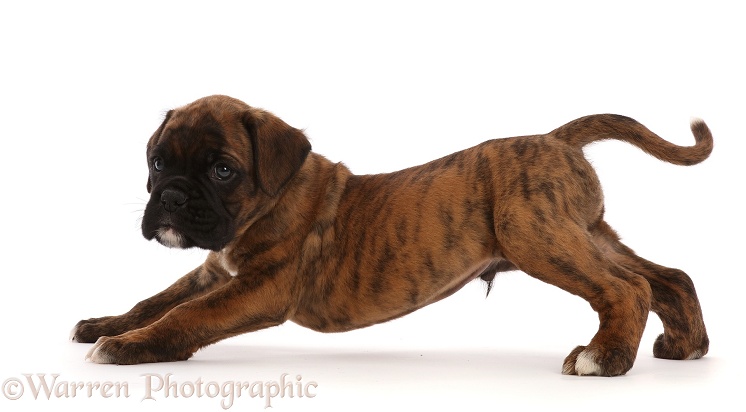 Boxer puppy, 6 weeks old, stretching out, white background