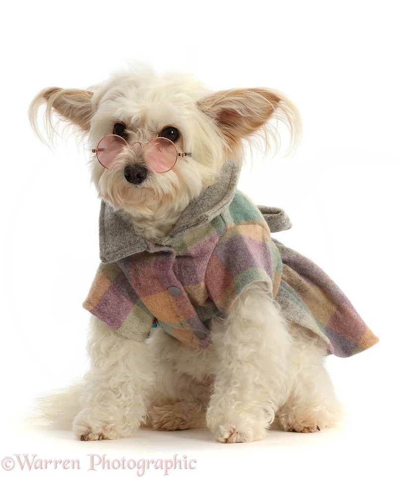 Dog: Pomapoo wearing a tweedy jacket and glasses photo WP48717