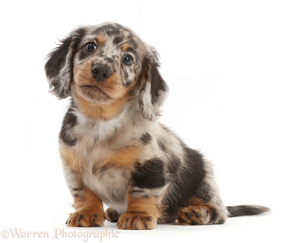 Dog: Long-haired Dapple Dachshund puppy, 7 weeks old photo WP49201