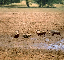 Warthogs in Mud