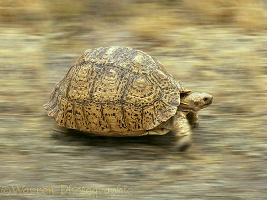 Tortoise in motion
