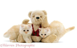 Kittens & teddy bear