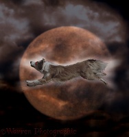 Ghost dog racing across the moon