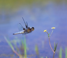 Libellula Dragonflies over a pond