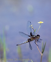 Libellula Dragonfly landing
