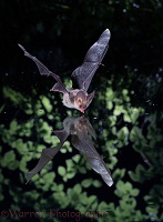 Long-eared Bat drinking