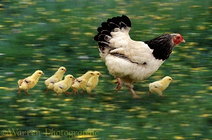 Hen and chicks in motion