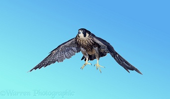 Peregrine taking off