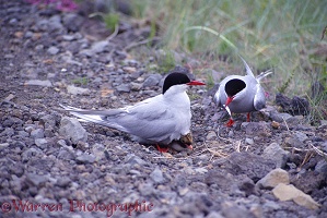 Arctic terns with chick & fish