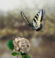 Tiger Swallowtail alighting