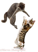 Cats, leaping and playing