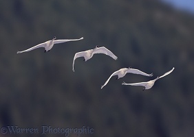 Whistling Swans flying
