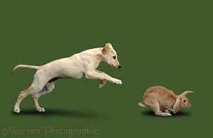 Saluki Lurcher pup chasing a rabbit