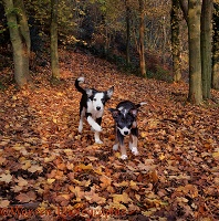 Puppies running through maple leaves