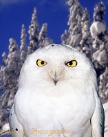 Snowy Owl in Manning Park