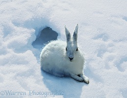 Arctic Hare in snow
