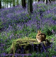 Rabbit in Bluebell woods
