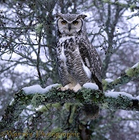 Great Horned Owl on a snowy branch