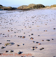 Pebbles on an Iona sandy beach