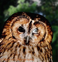 Winking Tawny Owl