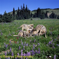 Wolves & Lupines at Mt. Rainier