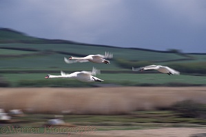 Mute Swans in flight