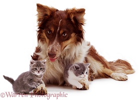 Red Border Collie and kittens