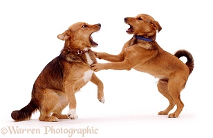 Dogs arguing