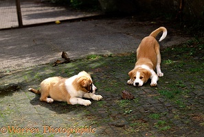 Border Collie pups playing with toad