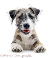 Cheeky Jack Russell Terrier cross pup