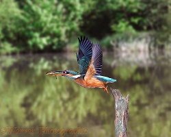 Kingfisher at Waterloo Pond