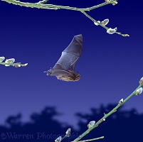 Pipistrelle flying among willow