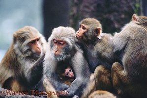 Macaques at Shimla, India