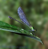 Blue winged Damsel fly