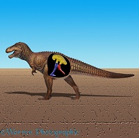 Tyrannosaur cutaway sand 3D R