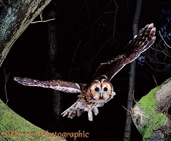 Tawny Owl flying from Chestnut tree