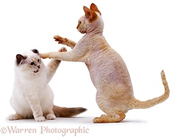 Siamese and Rex cats play-fighting