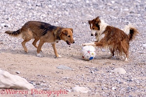 Dogs playing with a ball on a beach